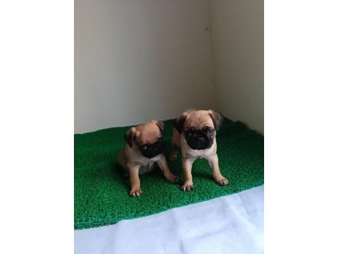 Pink taşıyıcı pug