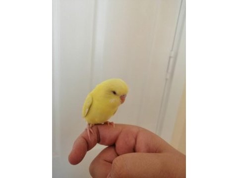 1 aylık yavru dişi muhabbet kuşu