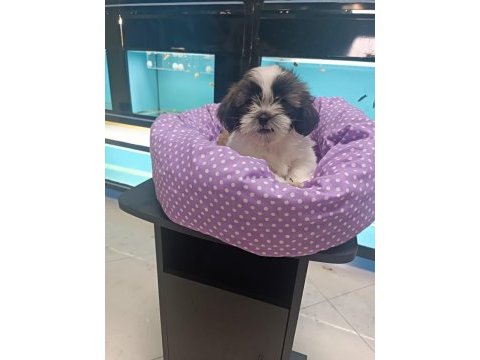 3 aylık dişi shih tzu yavrular