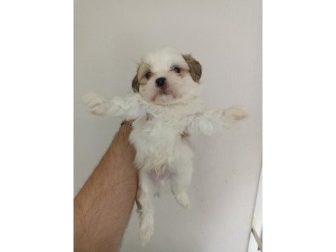 Shih-tzu yavrular