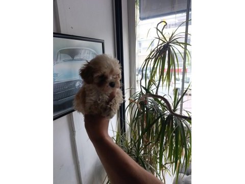 Sevimli maltipoo bebekler