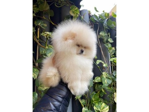 Mersin pomeranian boo köpekler