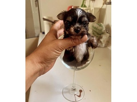 Muhteşem morkie bebeklerimiz