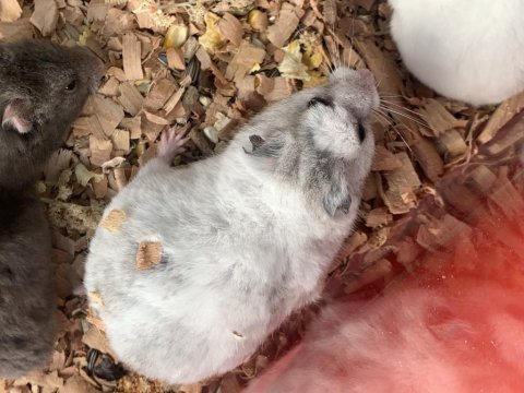 Tatlı minik hamsterlar