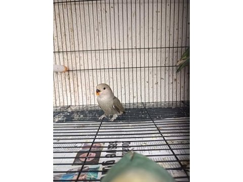 Yavru ele alıştırmalık sevda papağanı bebekler