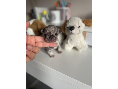 Mikro exotic french bulldog yavrular