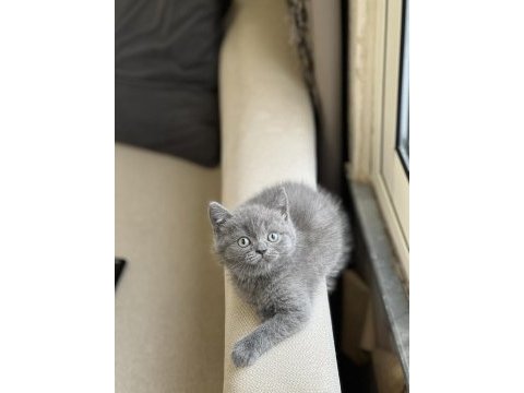 Güzel bebeğim blue british shorthair yavrum