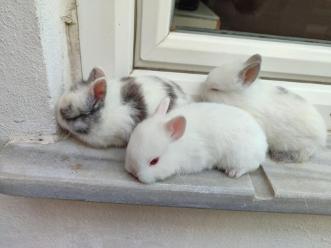 Cüce tavşanımız