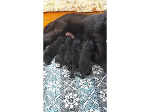 Alman köpeği yavruları