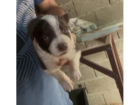 Şeker köpekler bunlar