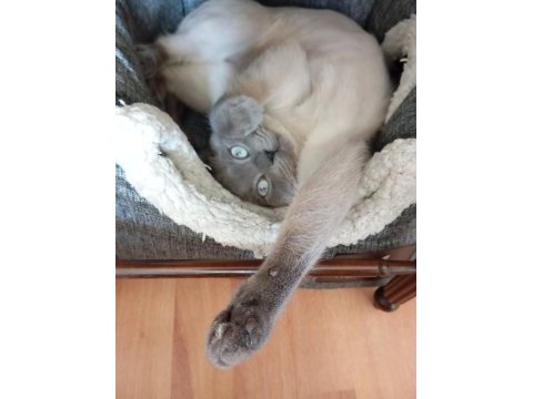 Blue point 1,5 yaşında british shorthair