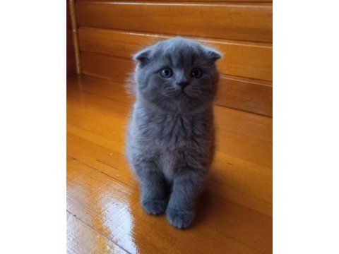 Çok güzeller scottish fold