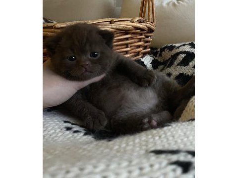 British shorthair chocolatte lilac ve fawn bebeklerim