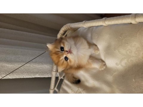 Son golden british longhair erkek