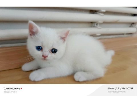 Kardeş british shorthair kediler
