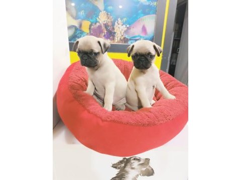 A kalite pug mobs yavrular