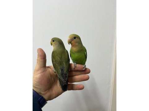 Full evcil çağırınca gelir sevda papağanı bebekler
