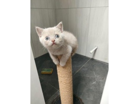 Sarı british shorthair yavrumuz