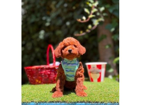 Orjinal toy poodle yavruları 