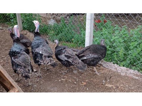 Damızlık aile yerli hindi