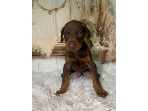 Safkan kızıl doberman yavruları