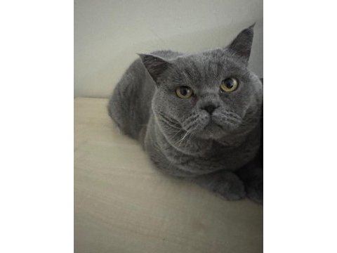Ücretsiz british shorthair kısır erkek