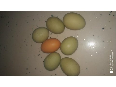 Yeşil tavuk yumurtası
