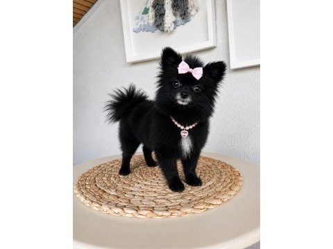 Türkiye'de bulunan en minik pomeranian 1.120 kilogram