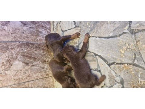 Doberman yavrularımız
