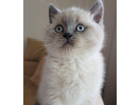 A kalite british shorthair blue point yavrular yer ankara