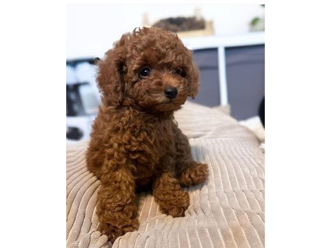 Dünya tatlısı minnoş poodle yavrular
