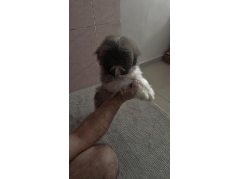 Shih-tzu yavrularımız