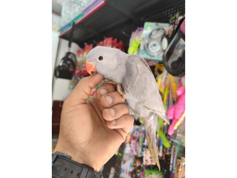 Mor el besleme mutasyon violet pakistan papağanı
