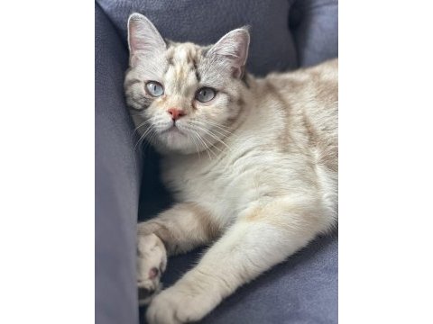 British exotic shorthair