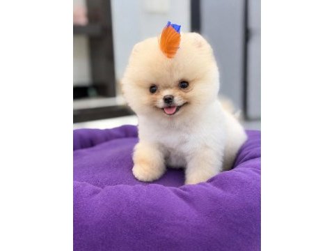 Pomeranian boo yavrumuz