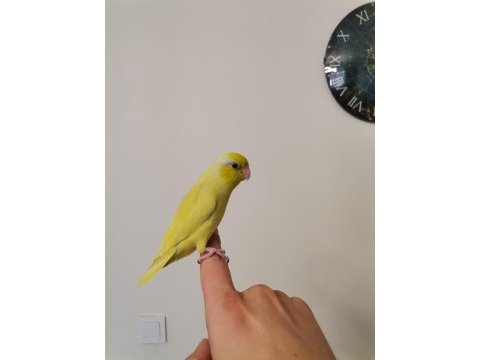 45 günlük erkek forpus