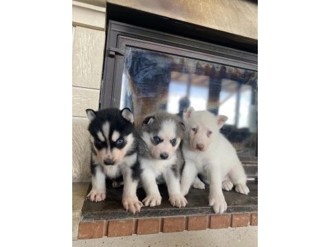 Husky bebekler dişi ve erkek