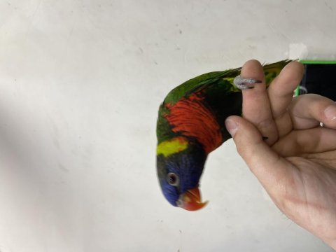 Full evcil konuşan geveze lori papağanı