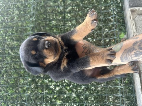 Koca kafa rottweiler