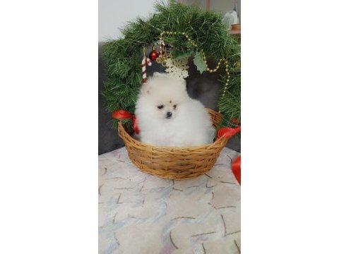Antalya pomeranian boo köpeğimiz