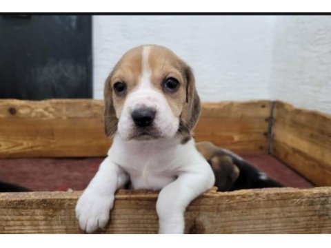 Beagle yavrularımız ırk garantilidir
