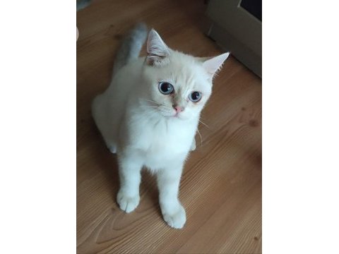 Safkan british shorthair