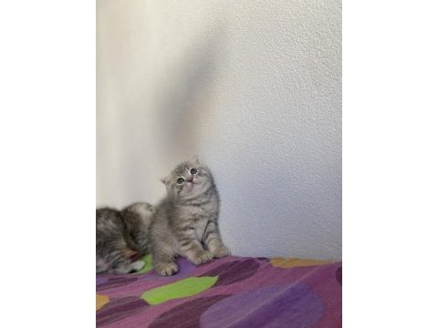 Top kafa scottish fold yavrularımız