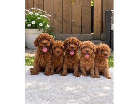 Poodle yavrusu arayanlara özel çok sayıda seçenek 