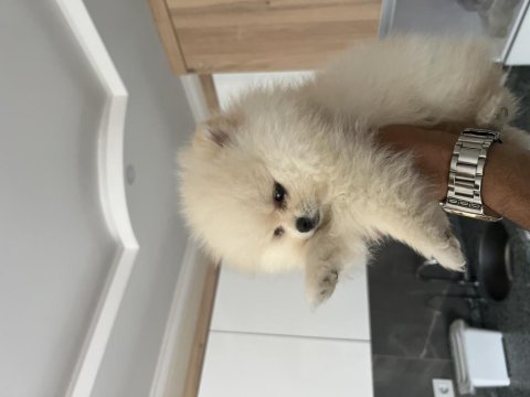 2.5 aylık orjinal aşıları tam pomeranian boo