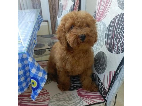 Toy poodle yavru köpeğimiz