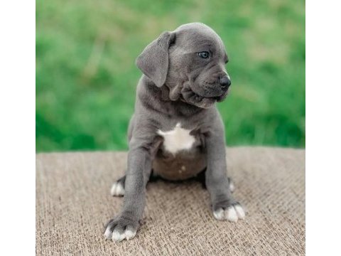 Safkan eğitimli cane corso