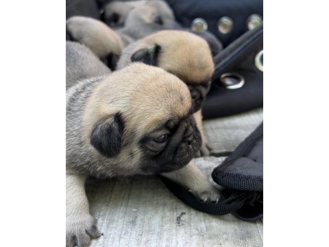 Pug yavrularımız sahiplendirilecektir