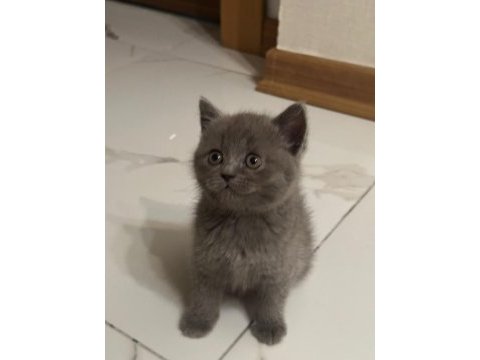 Minik british shorthair kedimize yuva arıyoruz