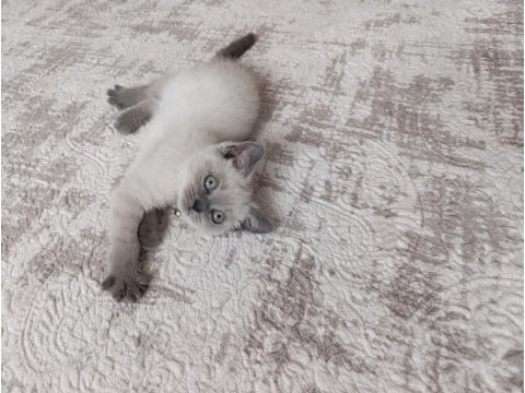 Güzel scottish fold bebeklerimiz sahiplenilmeye hazır
